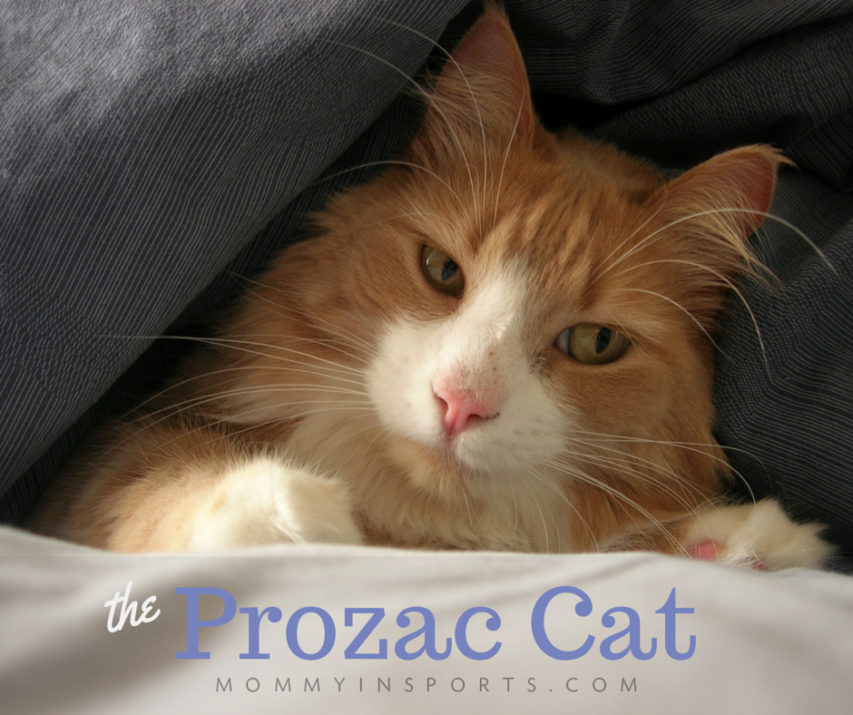 The Prozac Cat