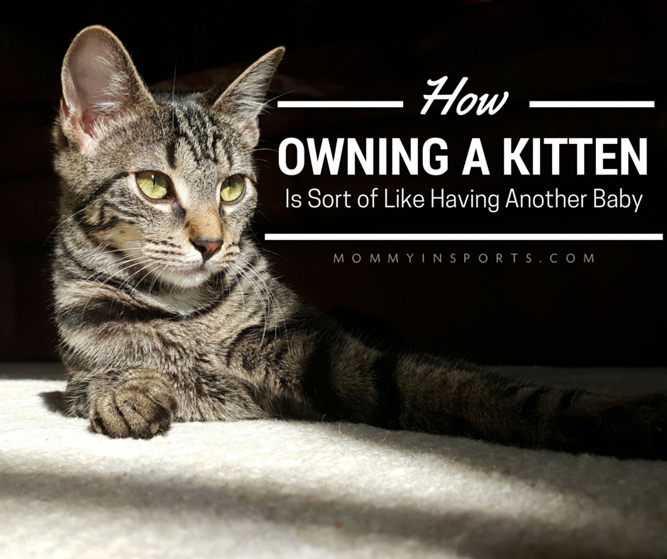 How Owning a Kitten is Sort of Like Having Another Baby