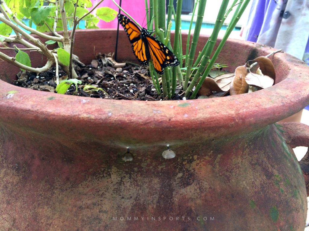 Want to teach your kids about the life cycle of a butterfly? Here's the easiest way to start a butterfly garden with your kids!