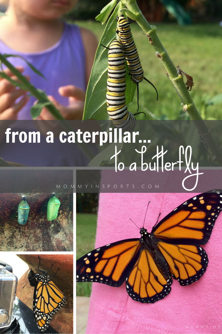 It's hard to believe we caught this footage live! A monarch caterpillar emerged from it's chrysalis while our Go Pro was filming! Check out the lifecycle of a butterfly through our pictures!